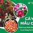 Cây Mẫu Đơn Rừng