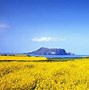 Miễn Visa Đi Đảo Jeju