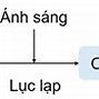 Quá Trình Quang Hợp Ở Thực Vật Là Gì