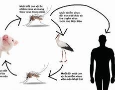 Viêm Não Nhật Bản Wiki